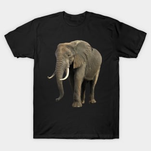 Elephant in Kenya / Africa T-Shirt